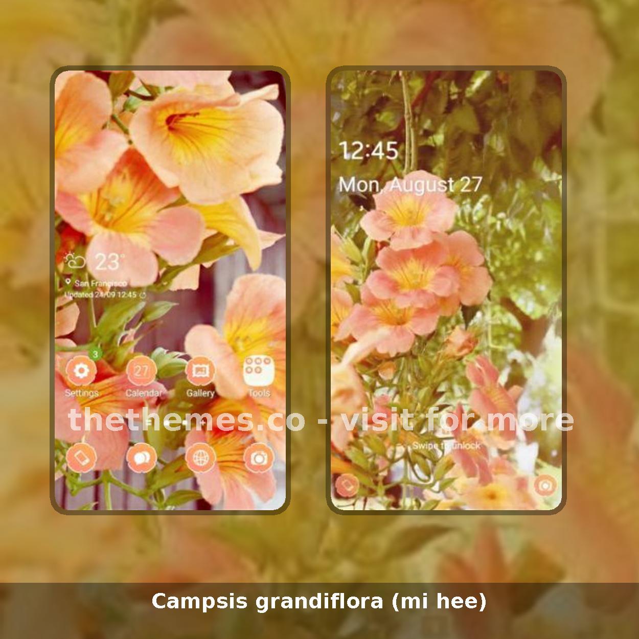 Campsis grandiflora (mi hee)