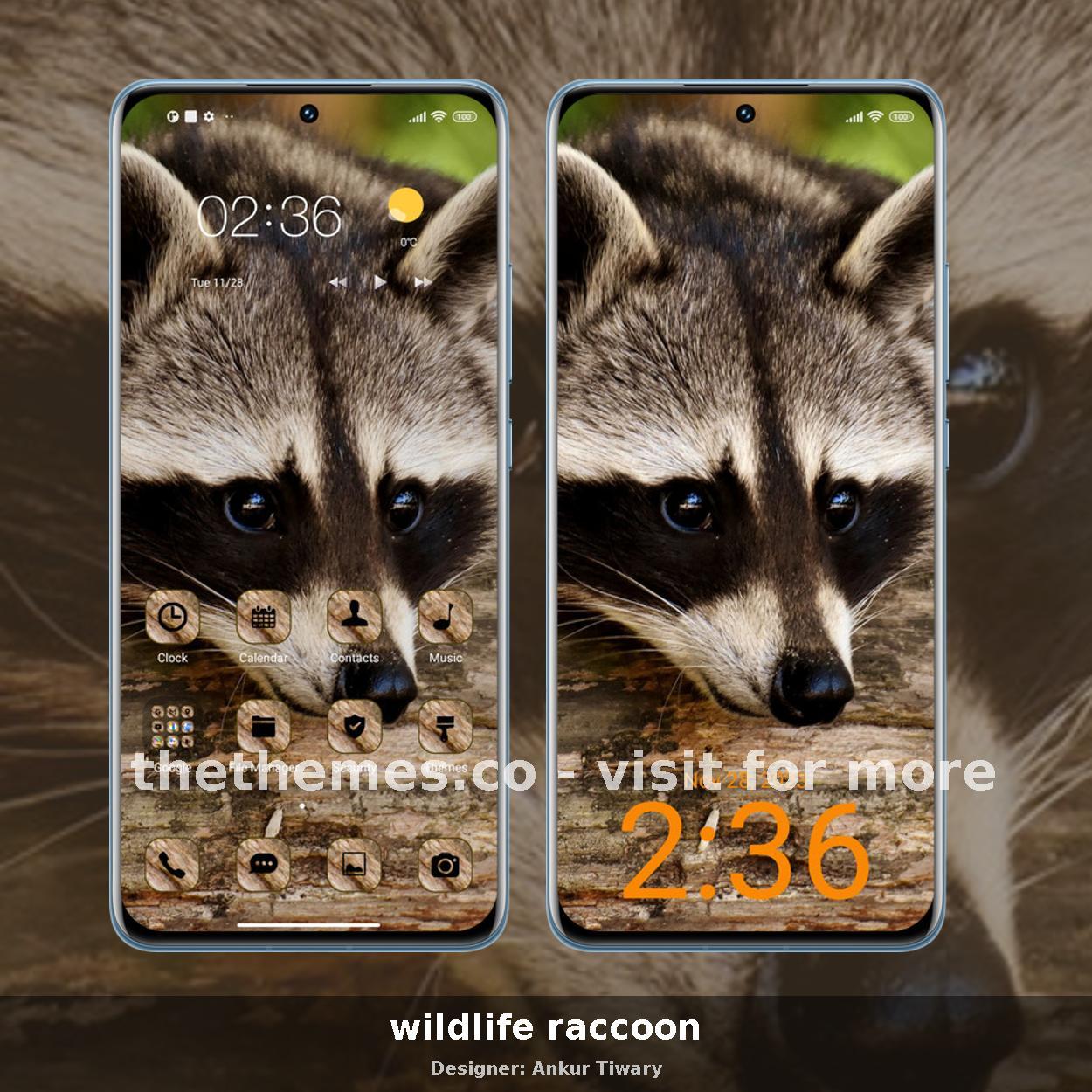 wildlife raccoon
