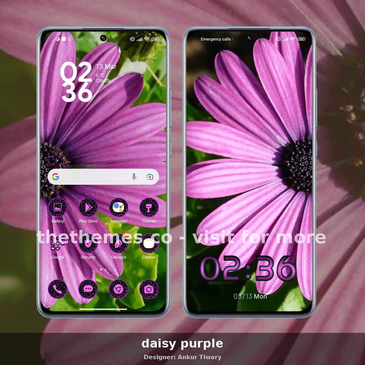 daisy purple