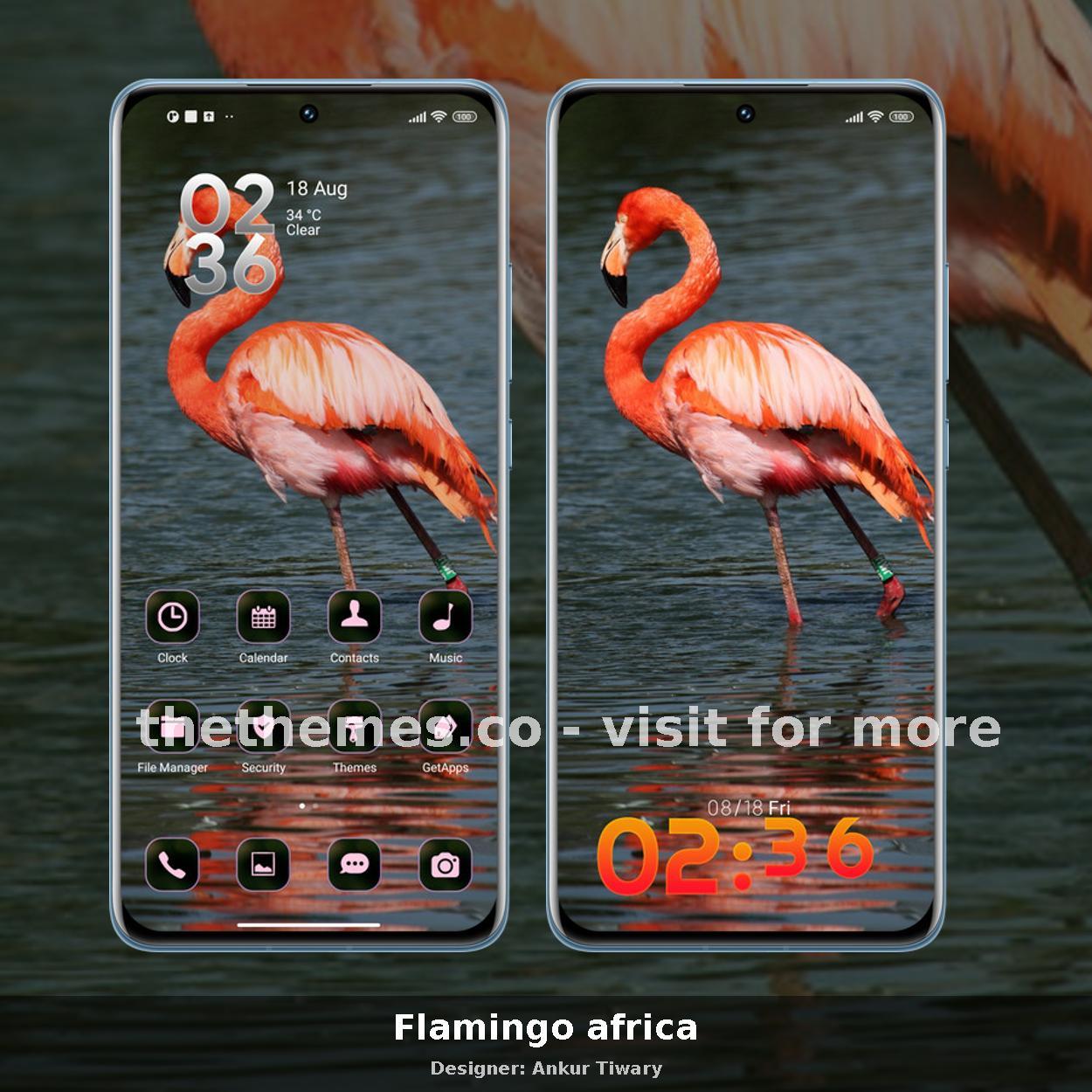 Flamingo africa